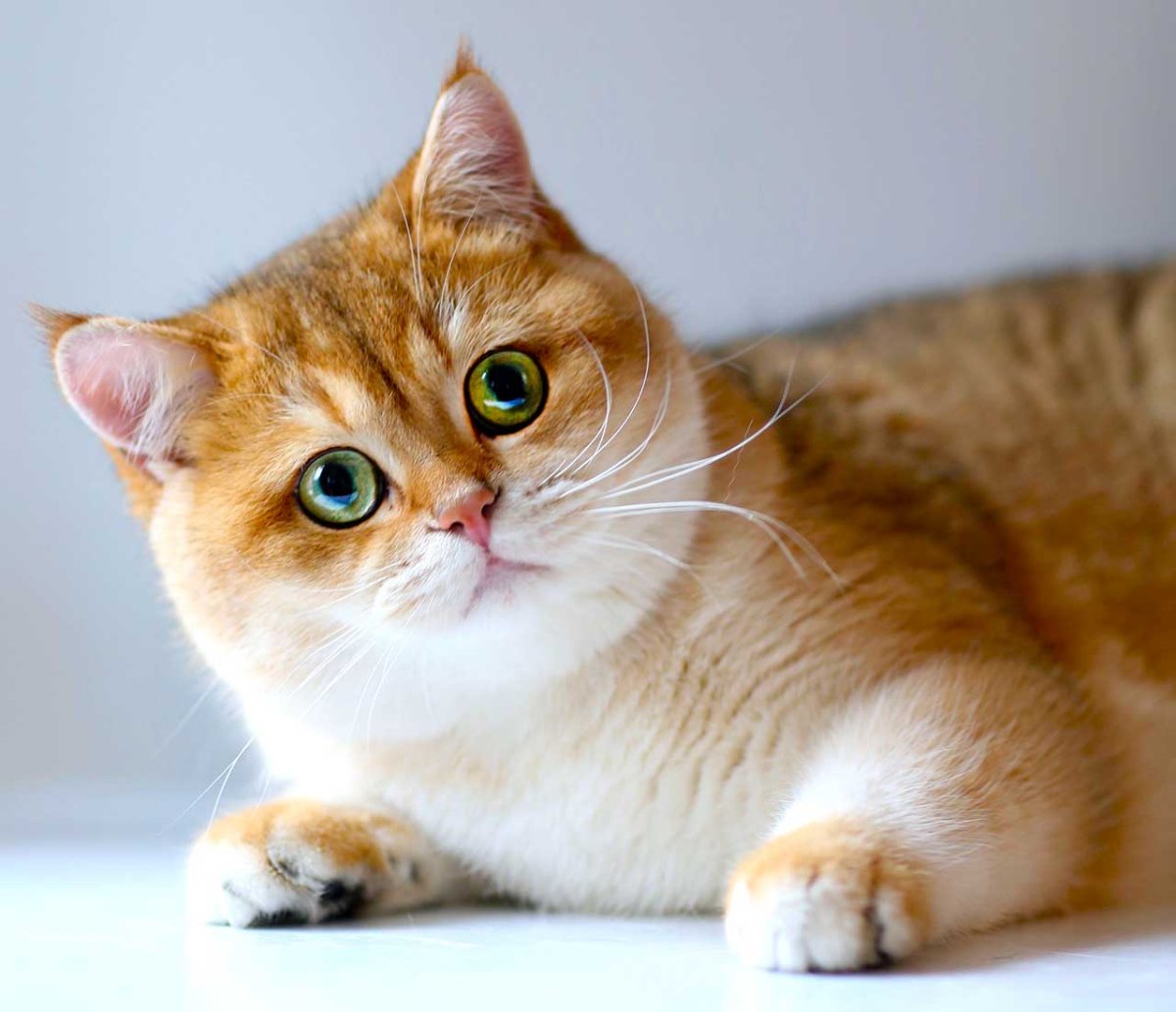 Порода кошек золотая шиншилла