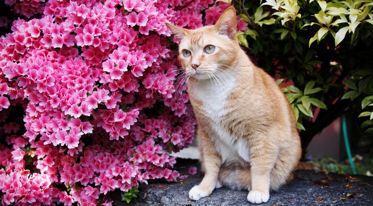 Расцветки кошек