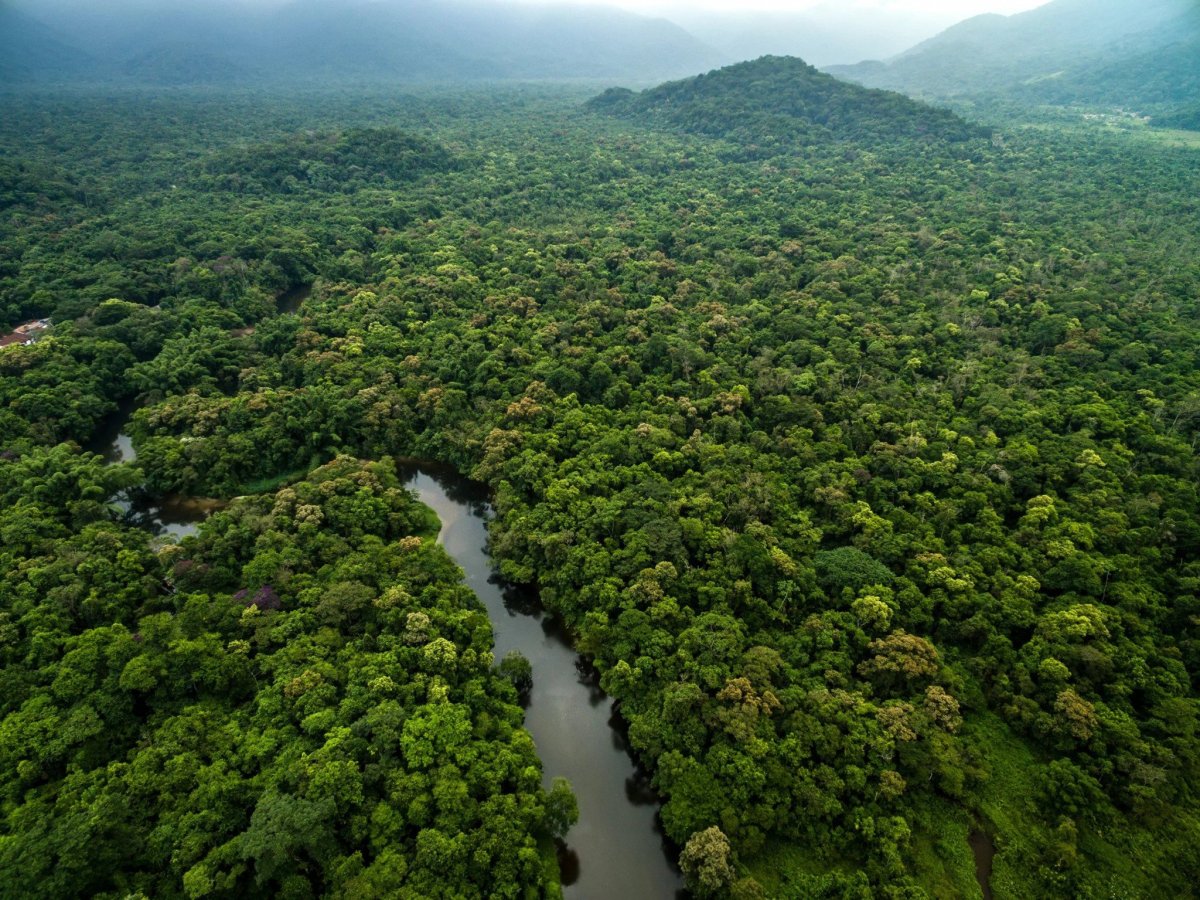 Амазонские леса