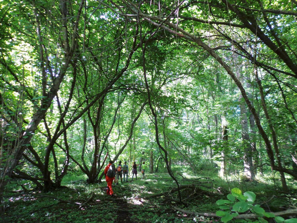 Тропический лес в дагестане