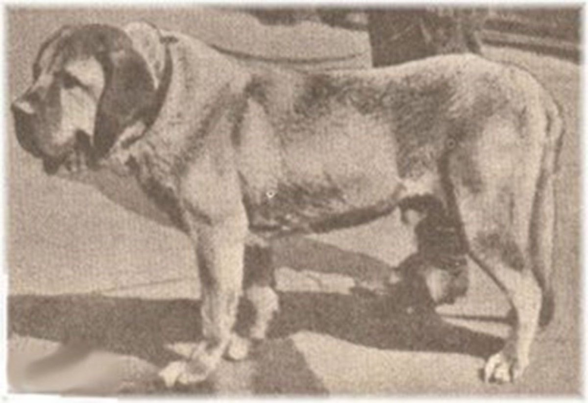 Меделянская собака
