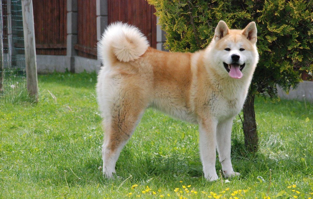 Тайваньская собака