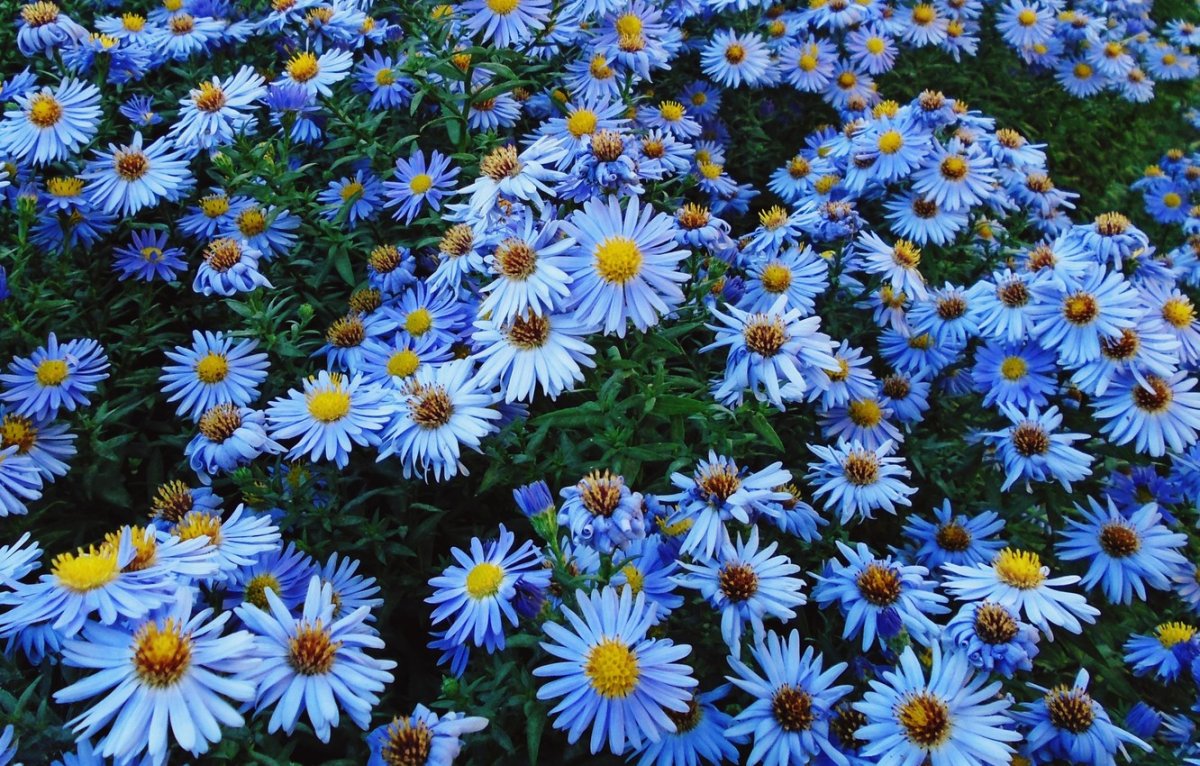 Синие многолетние цветы