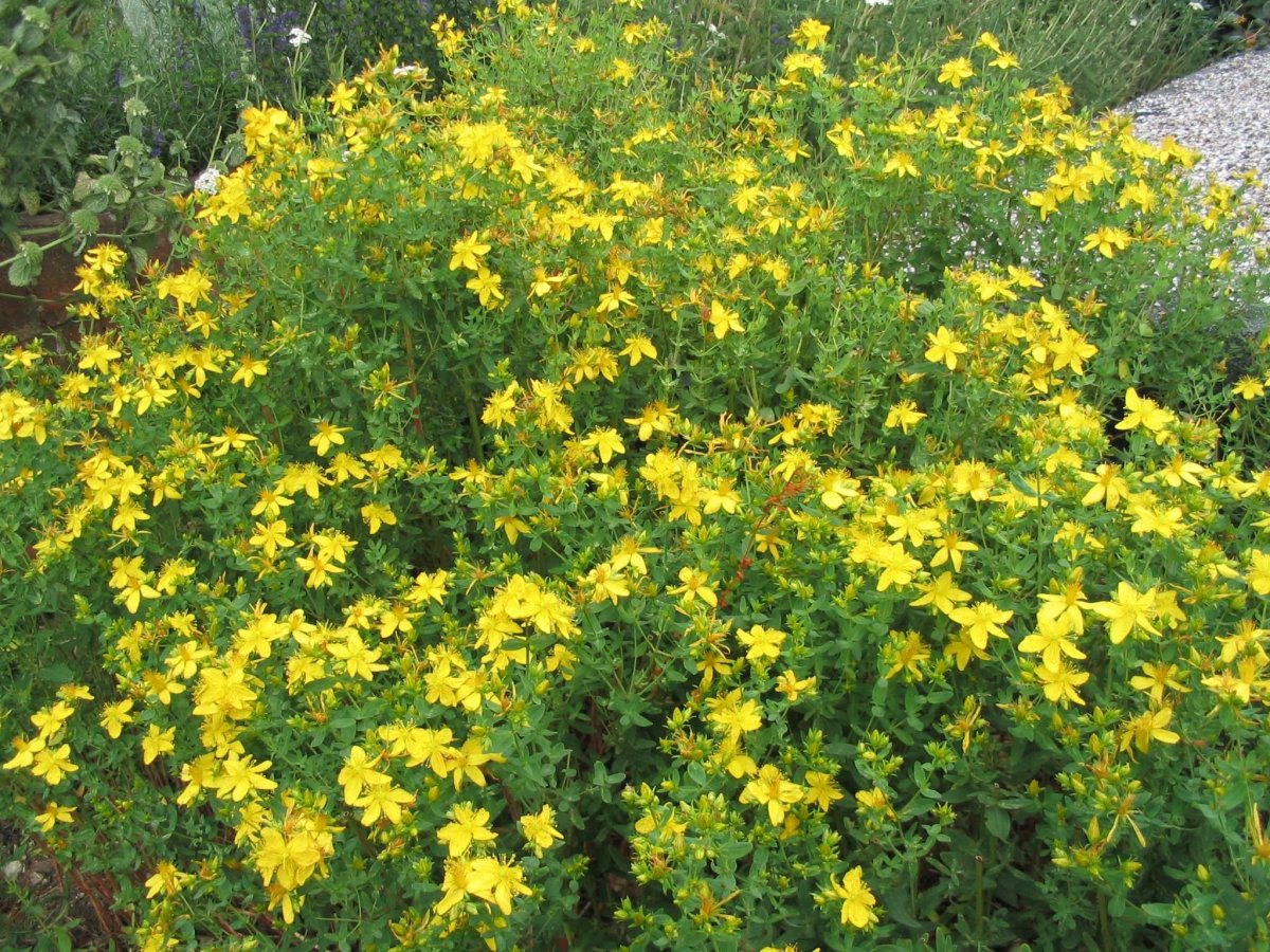 Высокая многолетняя трава с желтыми цветами