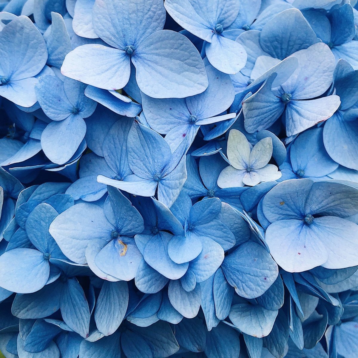 Мелкие голубые цветы