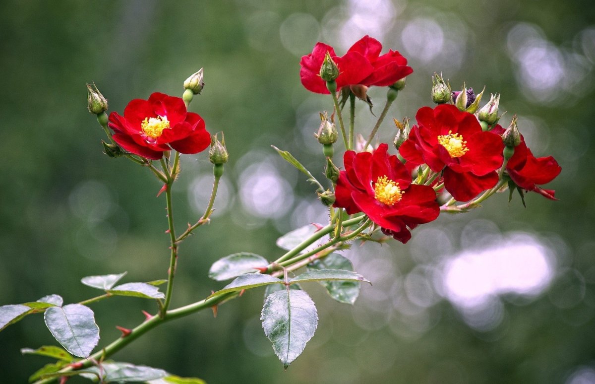 Маленькие красные цветы