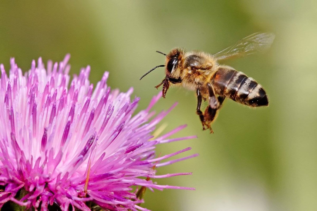 Цветы медоносы для пчел