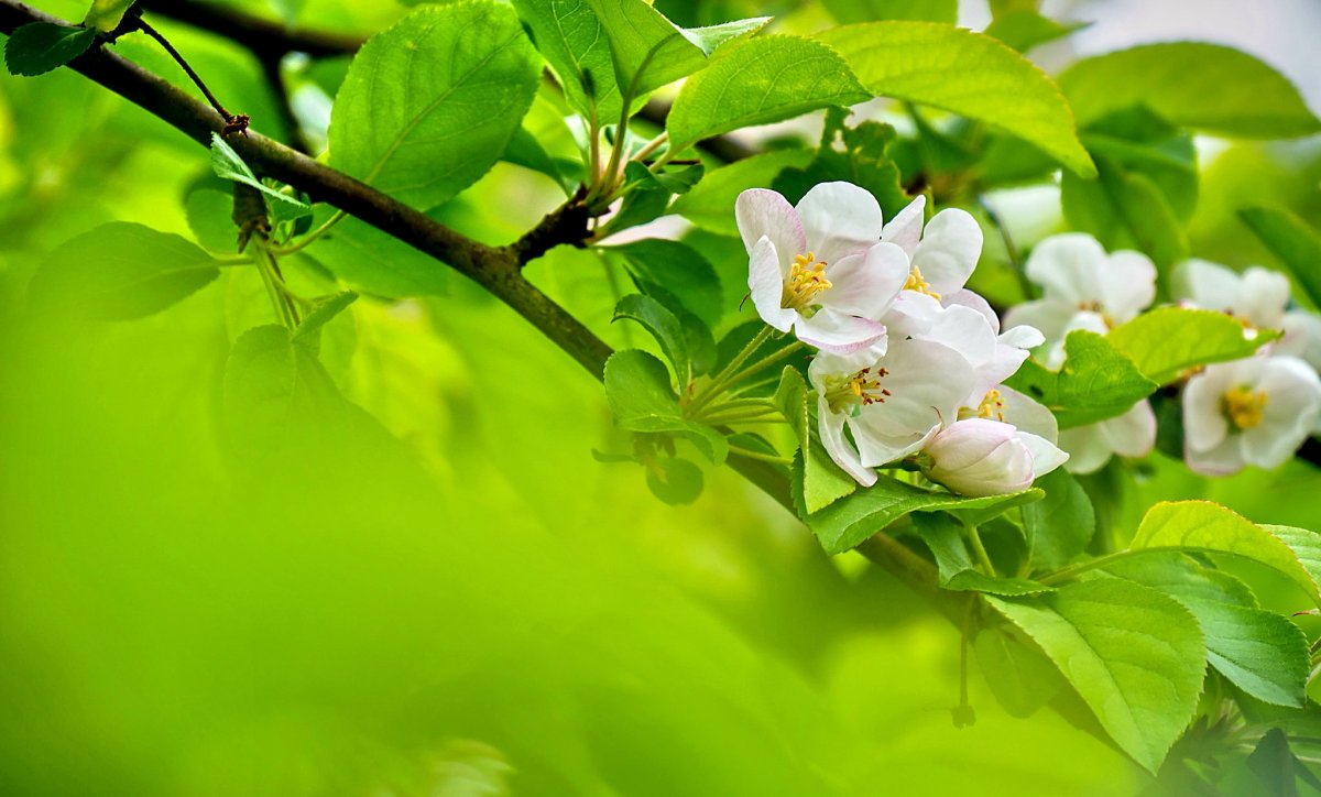 Яблонька цветы