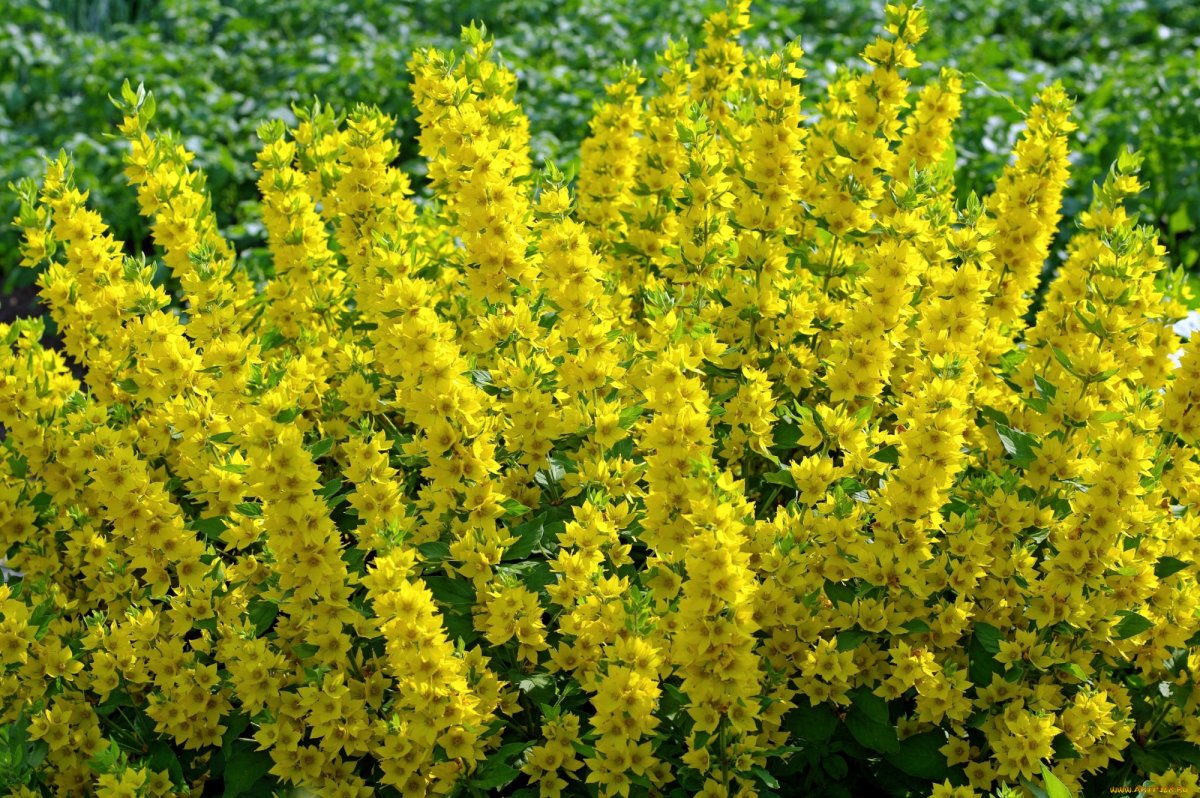 Высокие желтые цветы многолетники