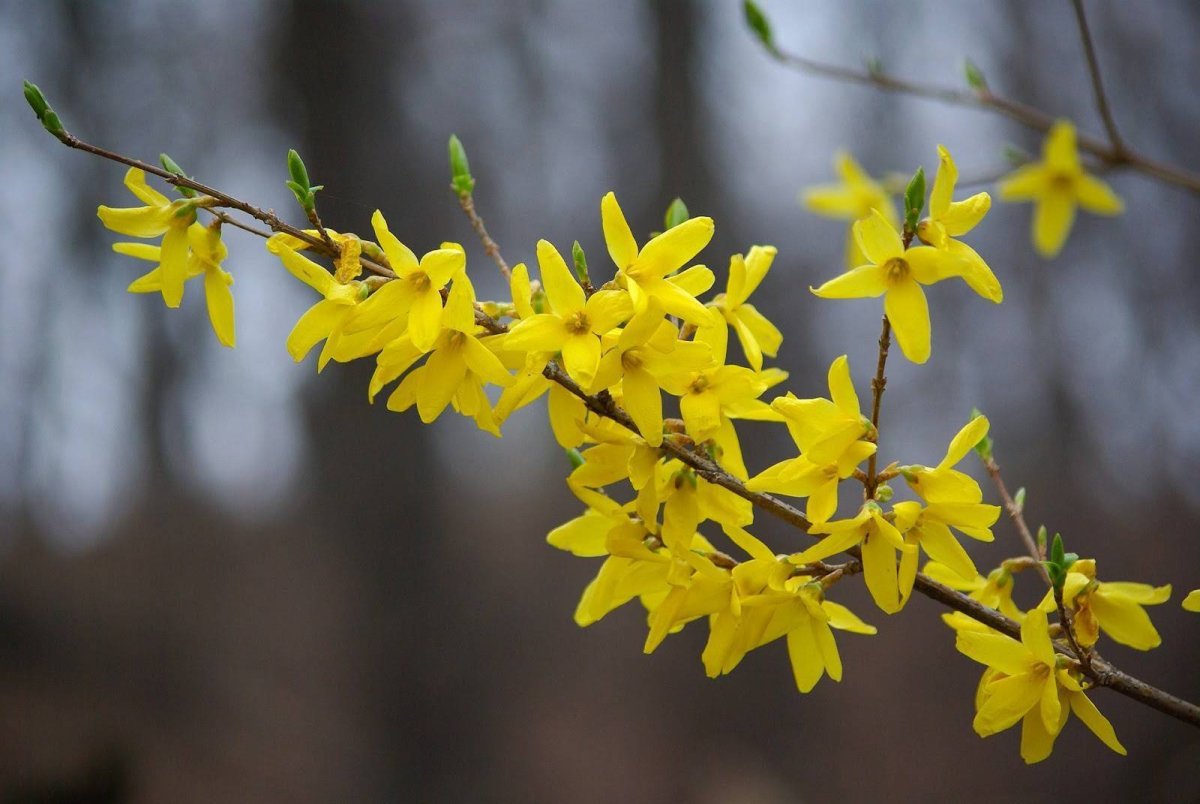 Кустарник с желтыми цветами ранней весной