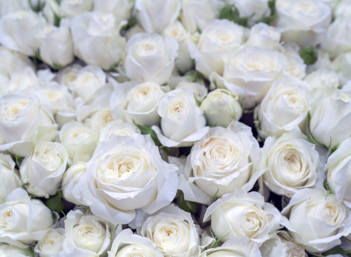 Белые розы цветы
