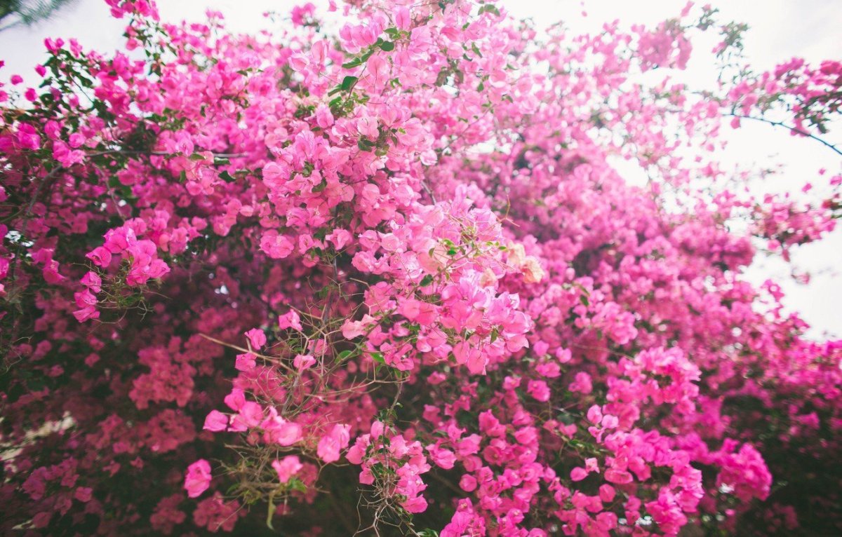 Розовые садовые цветы