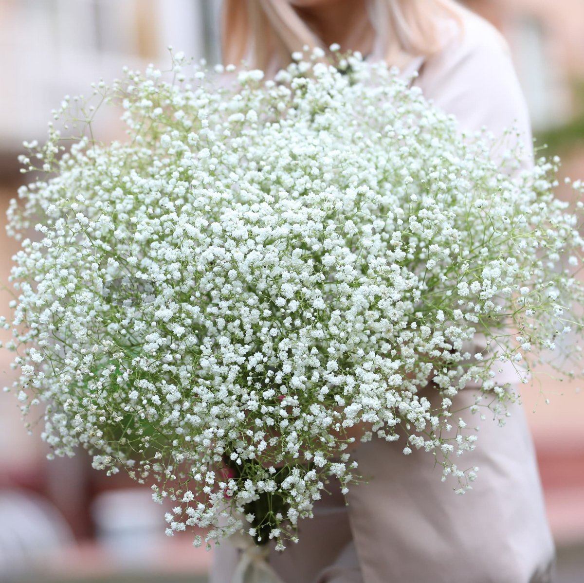 Мелкие белые цветы для украшения букетов