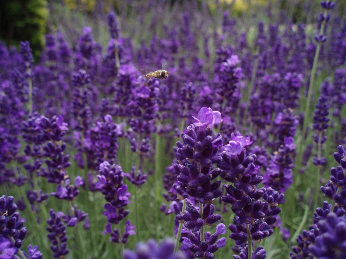 Ядовитые фиолетовые цветы